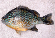 a third fish