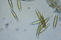 diatom